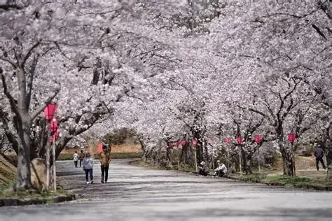 桜並木の風景