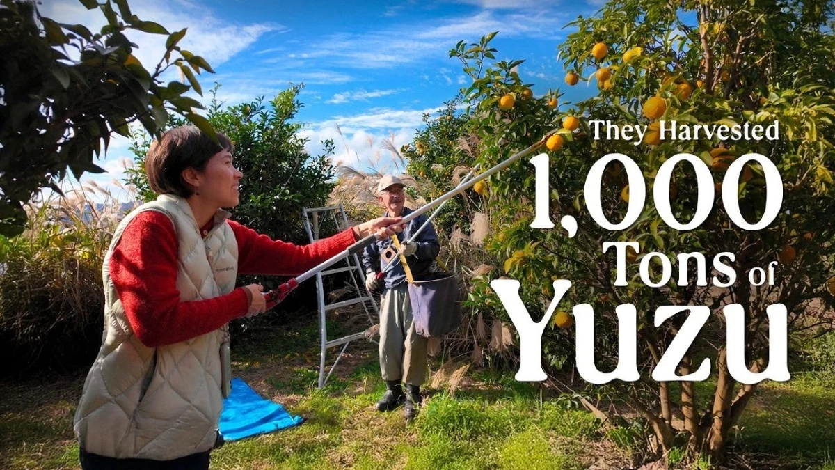 馬路村での柚子収穫の様子
