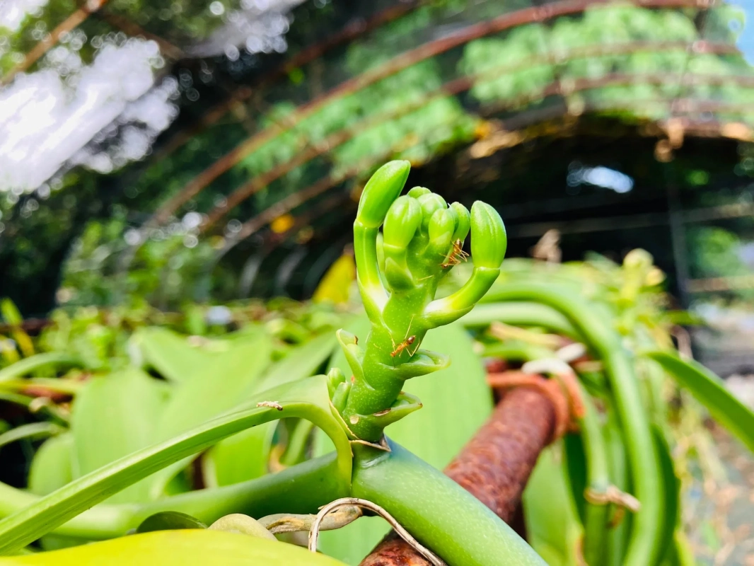 鮮やかな緑色の植物の新芽がクローズアップで捉えられています